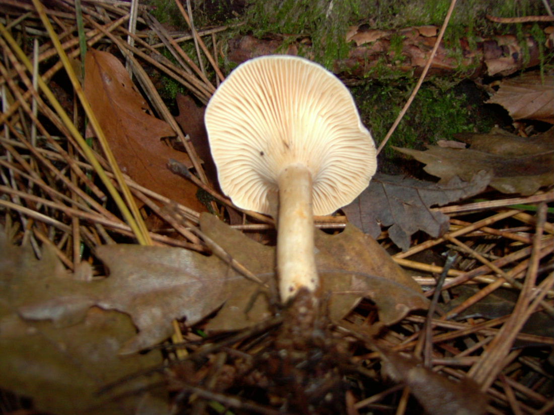 25-11-06 Monti Cimini (VT)